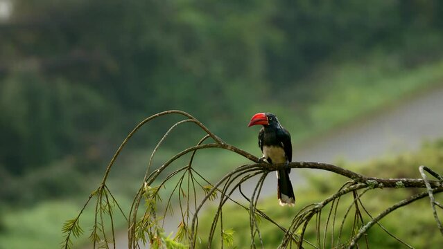 Uganda, Africa bird flying away