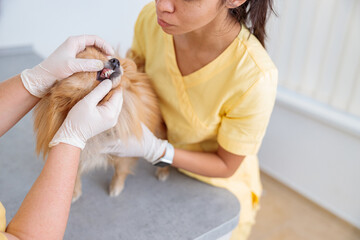 Female vet examining cute pet on table in doctor office