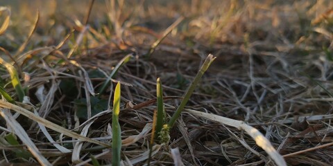 grass in the wind