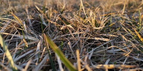 grass in the wind