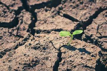Growth of trees in drought crisis, Living with tree drought.