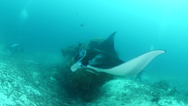 manta ray swim elegant underwater around corals ocean scenery scuba divers to see 
