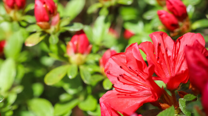 Blooming red azalea flowers and buds in spring garden. Gardening concept. Floral background