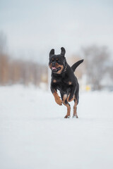 portrait of a dog Rottweiler in the snow