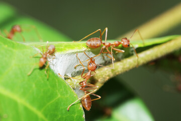 Group of red ant on nest