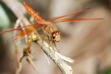 red dragonfly on a branch