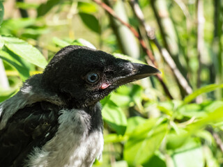 Extreme close-up shot of the juvenile hooded crow (Corvus cornix) with dark plumage with blue and grey eyes sitting on a branch in a tree among green leaves with backlight