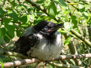 Close-up shot of the juvenile hooded crow (Corvus cornix) with dark plumage with blue and grey eyes sitting on a branch in a tree among green leaves with backlight