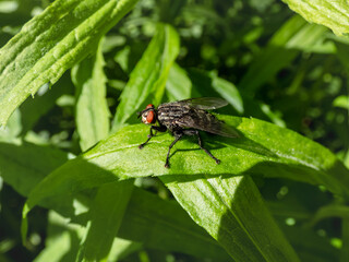 Close-up shot of a housefly (musca domestica) sitting on a green leaf in sunlight in summer. Detailed shot of an insect