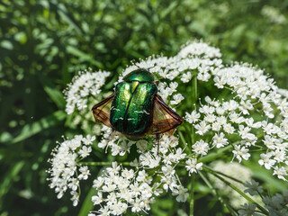Macro shot of a metallic rose chafer or the green rose chafer (Cetonia aurata) crawling on a white flower with outspread wings in sunlight in summer