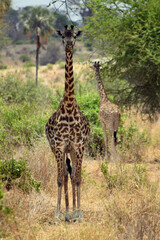 Giraffe