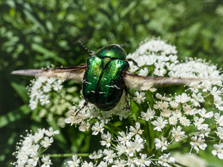 Macro shot of a metallic rose chafer or the green rose chafer (Cetonia aurata) crawling on a white flower with outspread wings in sunlight in summer