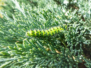 Macro shot of the larva or caterpillar of the small emperor moth (Saturnia pavonia) - green with black rings and yellow and red spots among green leaves