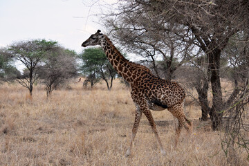 Giraffe