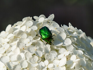 Macro shot of a metallic rose chafer or the green rose chafer (Cetonia aurata) crawling on a white flower in sunlight in summer