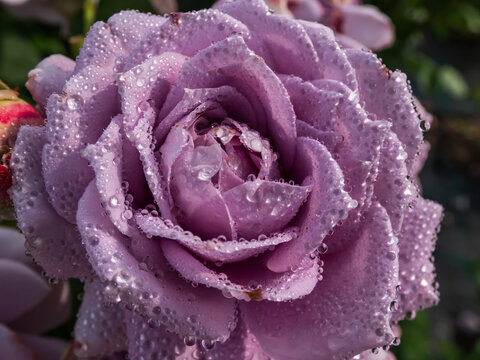 Close-up of outstanding, old fashioned lavender rose 'Novalis' with multi layered mauve flowers. Detailed, round water droplets on rose petals reflecting sunlight in summer