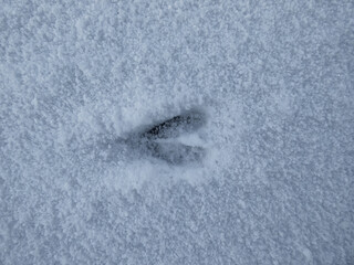 Close-up of a single perfect footprint of roe deer (Capreolus capreolus) on the ground covered with...