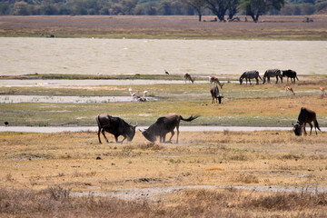 kämpfende Gnus