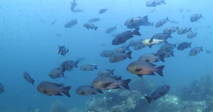 big eye snapper fish underwater on corals school of fish ocean scenery 