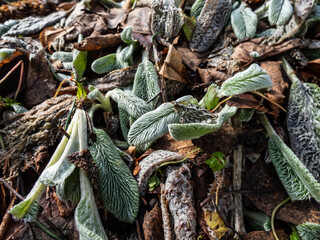 Close-up of dried and compressed plant Lamb's ear (Stachys byzantina) 'Silver Carpet' after winter in spring as soon as snow melts. Evergreen carpeting perennial in garden