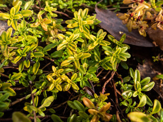 Macro of yellow and green leaves of the Dwarf lemon-scented thyme (Thymus x citriodorus) 'Golden...
