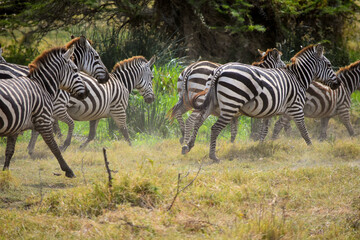 Fototapeta na wymiar Zebra Herde