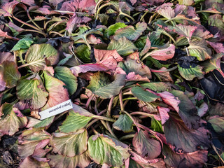 View of colorful leaves of the plant purple bergenia (Bergenia purpurascens) with faded colours as...