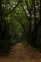 Beautiful Pathway full of dry leaves and surrounded with green trees