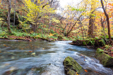 Oirase stream in Aomori prefecture, Tohoku, Japan.