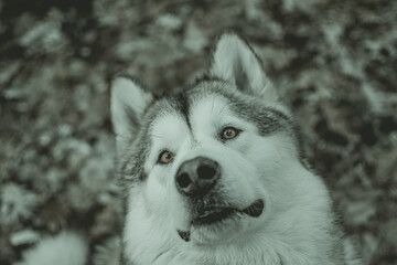 Dark portrait of Alaskan Malamute in the woods. Overcast autumnal evening in a forest in Poland. Bright brown eyes closeup. Selective focus on the details, blurred background.