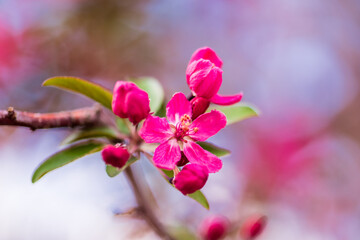 Cherry Blossom