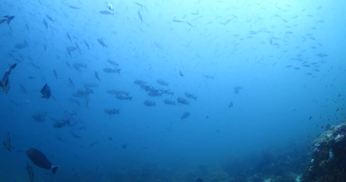big eye snapper fish underwater on corals school of fish ocean scenery 
