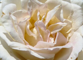 Close up of a white rose