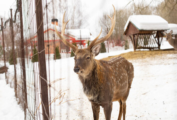 Beautiful deer in the zoo in winter