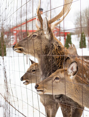 Beautiful deer in the zoo in winter