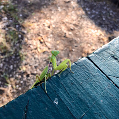 praying mantis on a picnic table