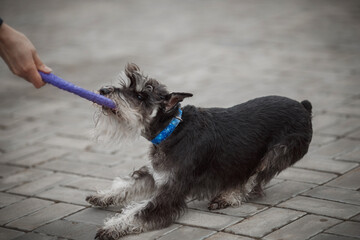 dog in snow schnauzer