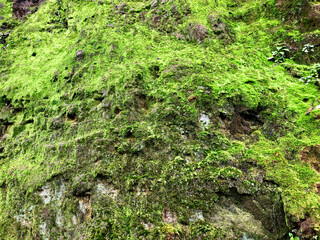 moss texture on stone