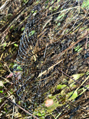 spider web in the forest