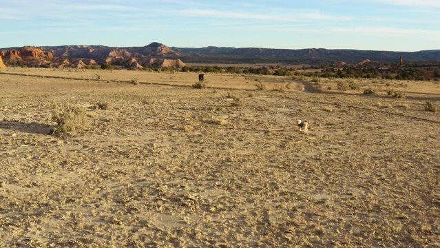 Plain desert landscape in Kodachrome State Park, visit Utah, dog encounters wildlife