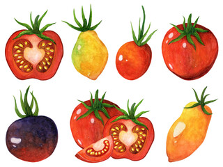 Ripe tomatoes watercolor set. Hand drawn illustration isolated on white background. Red, yellow, blue garden vegetables of different varieties. Organic farm product whole, half, slice