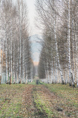 Rural road in birch forest, early spring