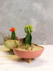 cactus in a pot
