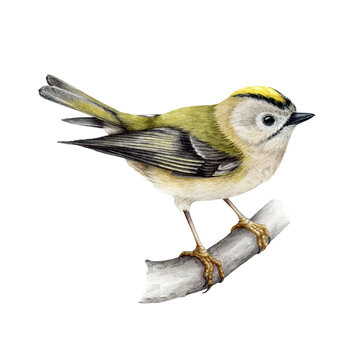 Golden-crowned kinglet bird. Watercolor realistic illustration. Hand drawn small forest songbird. Regulus regulus illustration. Tiny golden-crowned kinglet on a tree branch. White background
