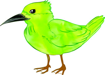 Watercolor wildlife natural bird