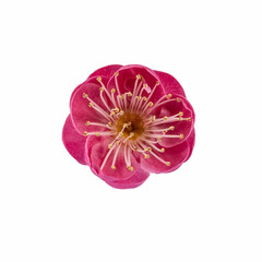 red plum flower isolated