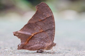 brown butterfly on the ground