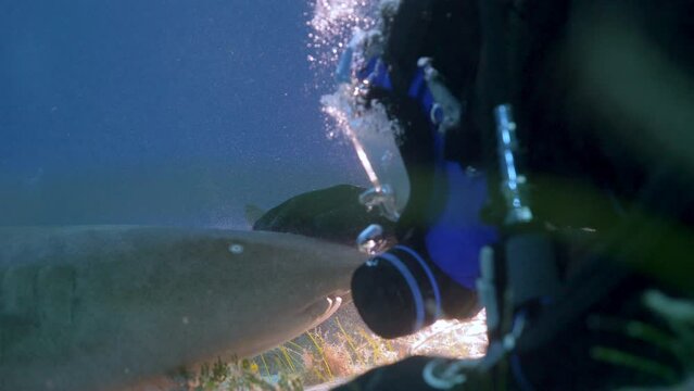 Diver petting nurse shark
