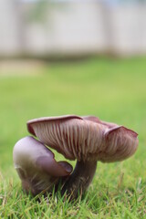 mushroom in the grass