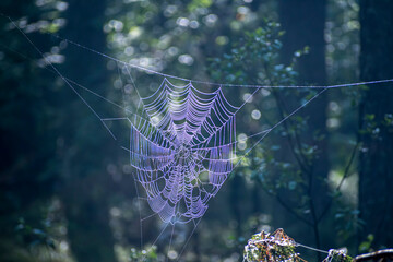 Shiny spiderweb closeup in a forest. Tiny bright dew drops covering silky threads illuminated by the sunlight. Selective focus on the details, blurred background.